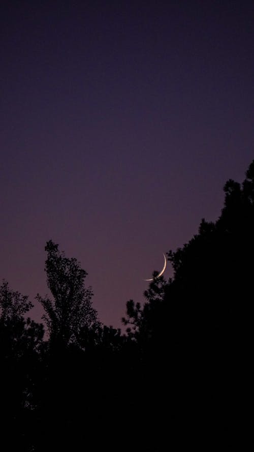 Free Crescent Moon Low above Tree Silhouettes Stock Photo