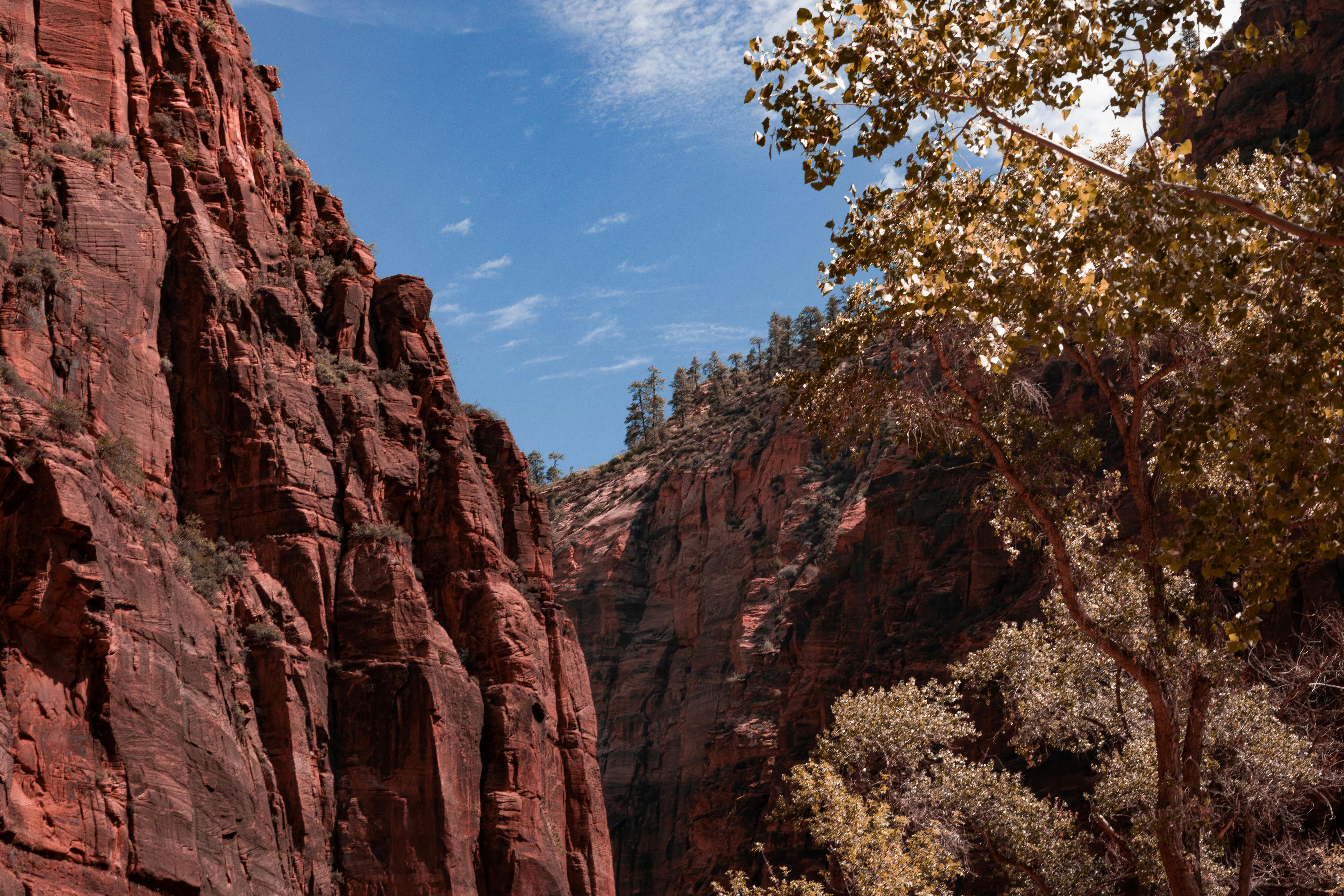 Red cliffs and trees in Zion National Park