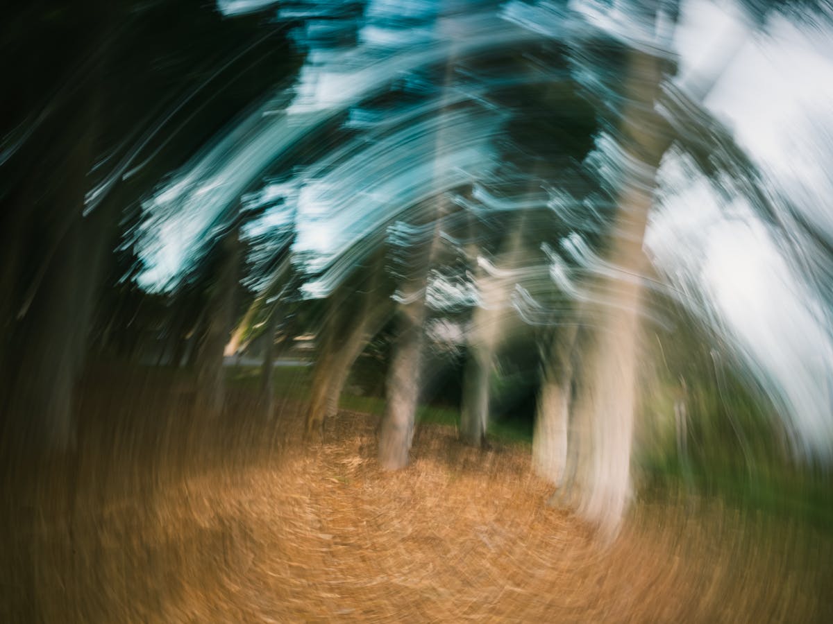 Whirling Trees in Forest