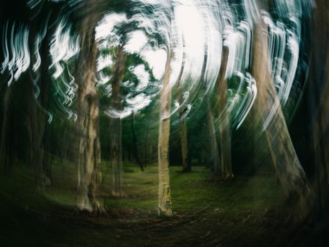 A blurred and abstract image capturing a whirling motion among trees in a forest setting.
