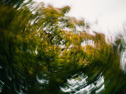 A Tree Reflected in a Swirled Puddle