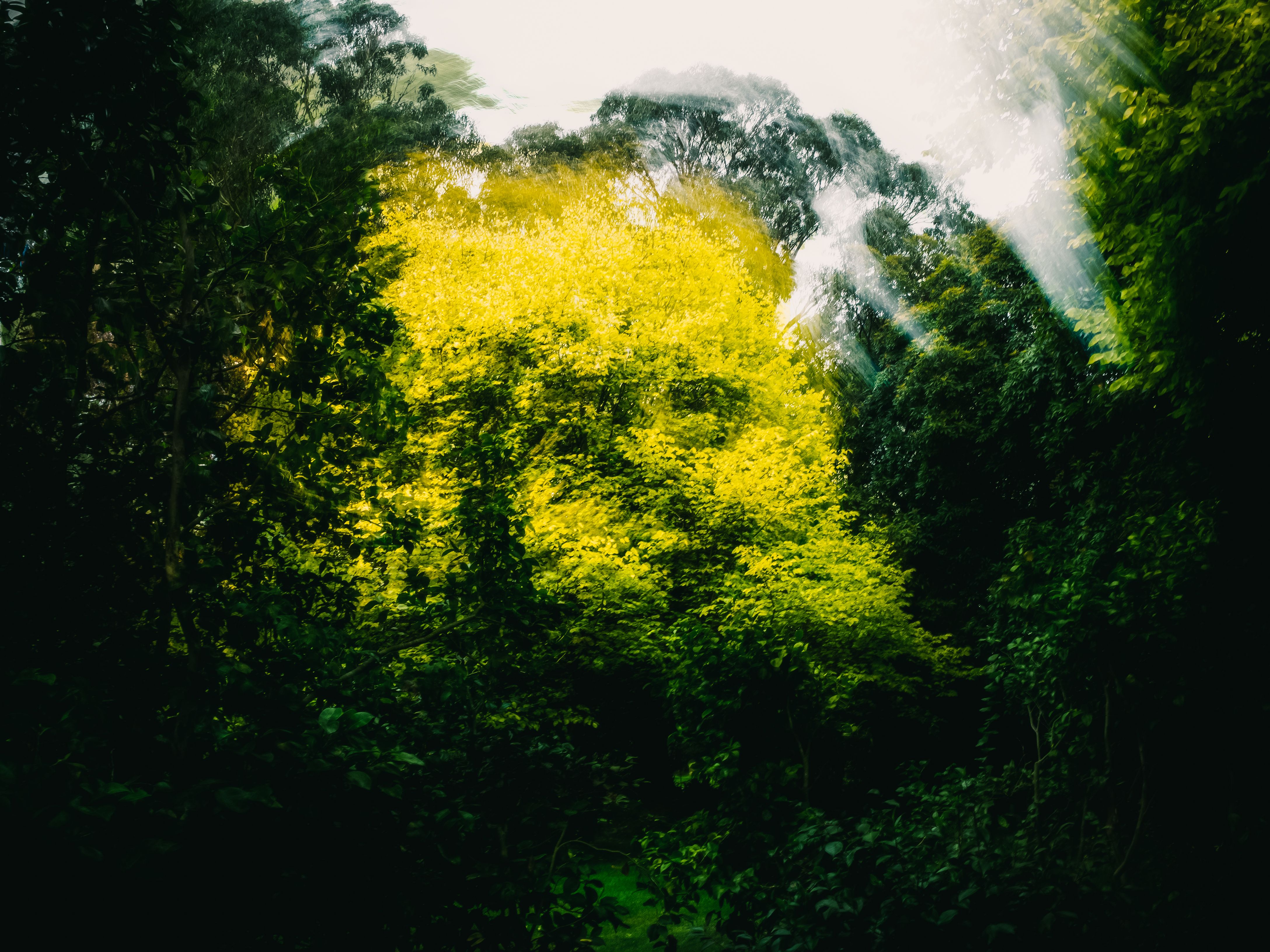 Defocused Photo of Trees in Forest · Free Stock Photo