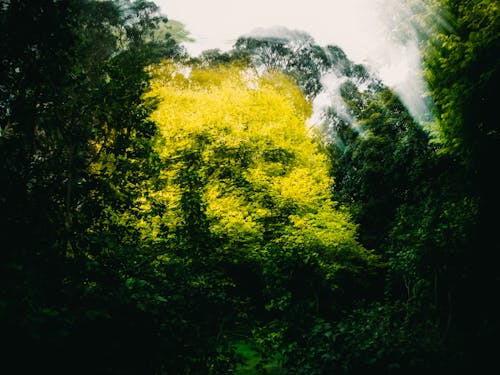 Defocused Photo of Trees in Forest