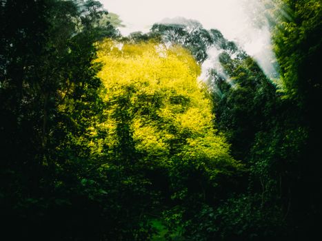 Artistic blur of a forest with sunlight filtering through lush green leaves.