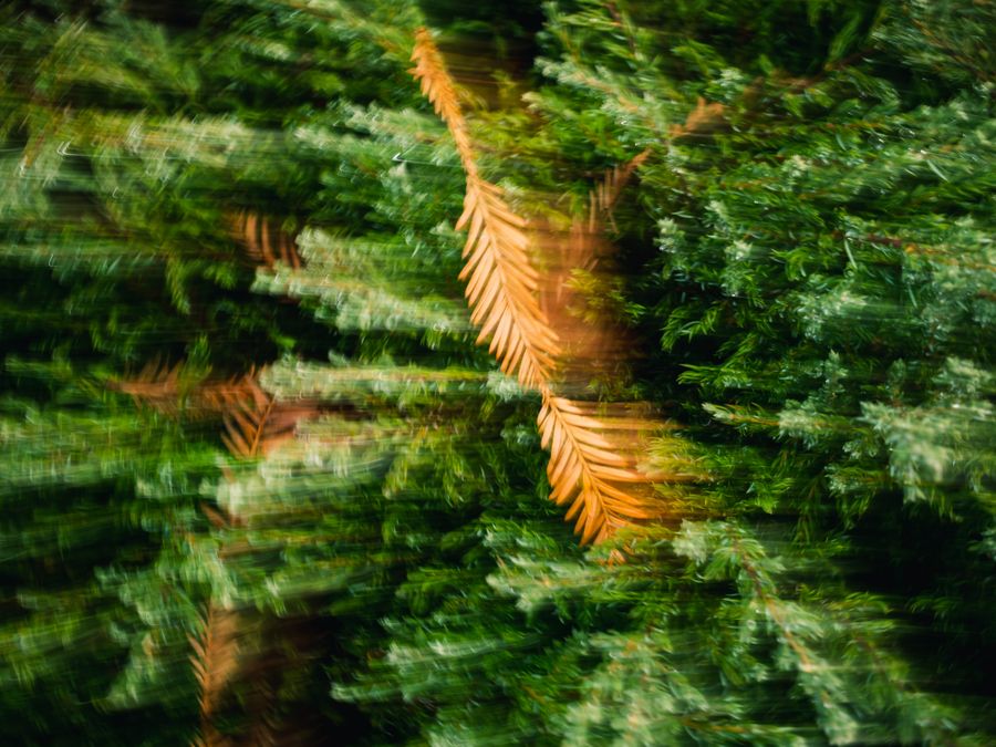Motion-blurred green foliage, photo by Sonny Sixteen on Pexels