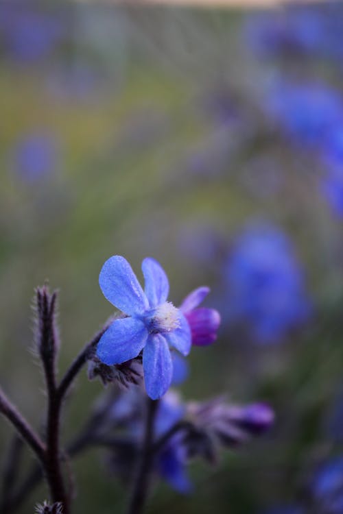 bitki, çiçek, digitalphotography içeren Ücretsiz stok fotoğraf