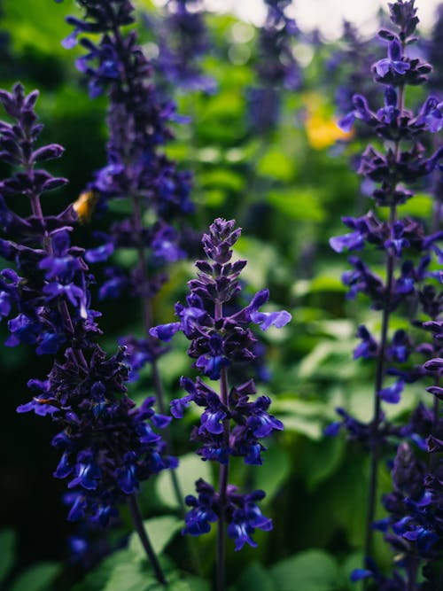 Close-up of Blue Flowers 