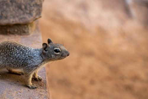 Free A curious squirrel sitting on a rock ledge in a desert setting, showcasing its alert nature. Stock Photo