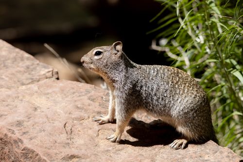 Free A detailed view of a squirrel perched on a rock in a desert canyon landscape. Stock Photo