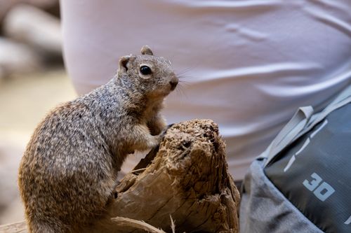 Free Charming squirrel perched on a log outdoors, capturing curiosity and wildlife essence. Stock Photo