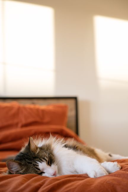 A fluffy domestic cat peacefully sleeps on a warm bed, bathed in soft sunlight from a nearby window.