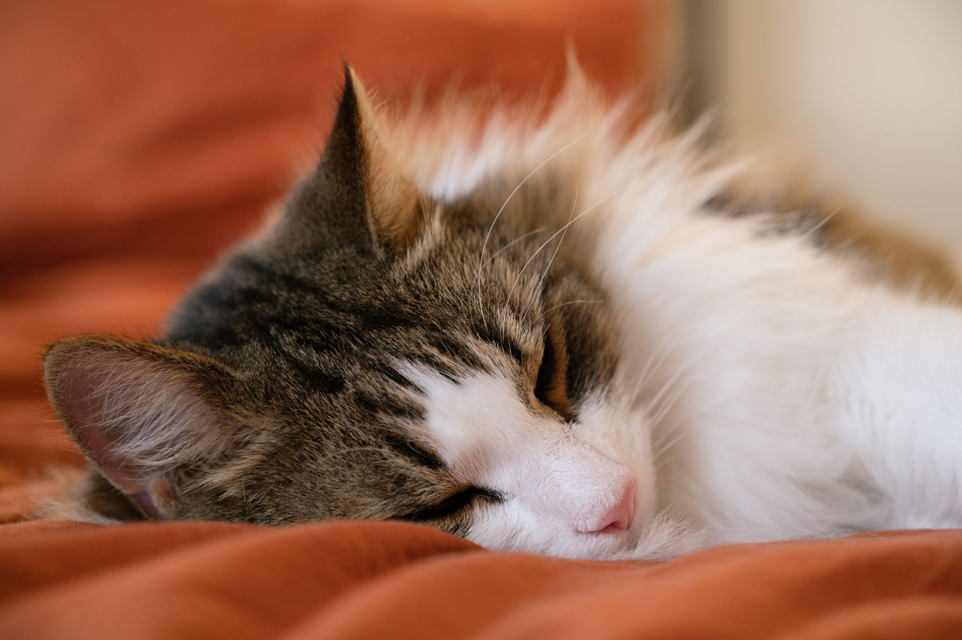 sleeping domestic cat indoors