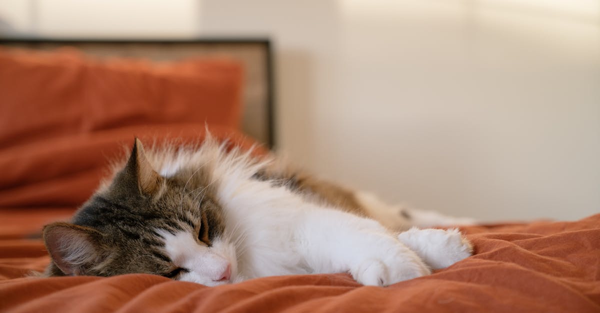 Cute Cat Sleeping on Bed