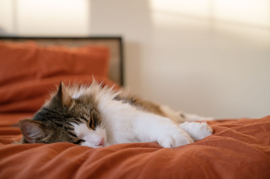 Fluffy cat sleeping comfortably on a warm bed at home