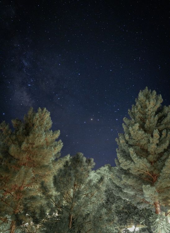 The night sky with stars and trees in the foreground · Free Stock Photo