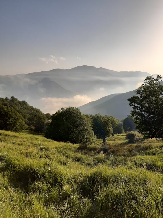 Imagine de stoc gratuită din arbori, copaci, dealuri