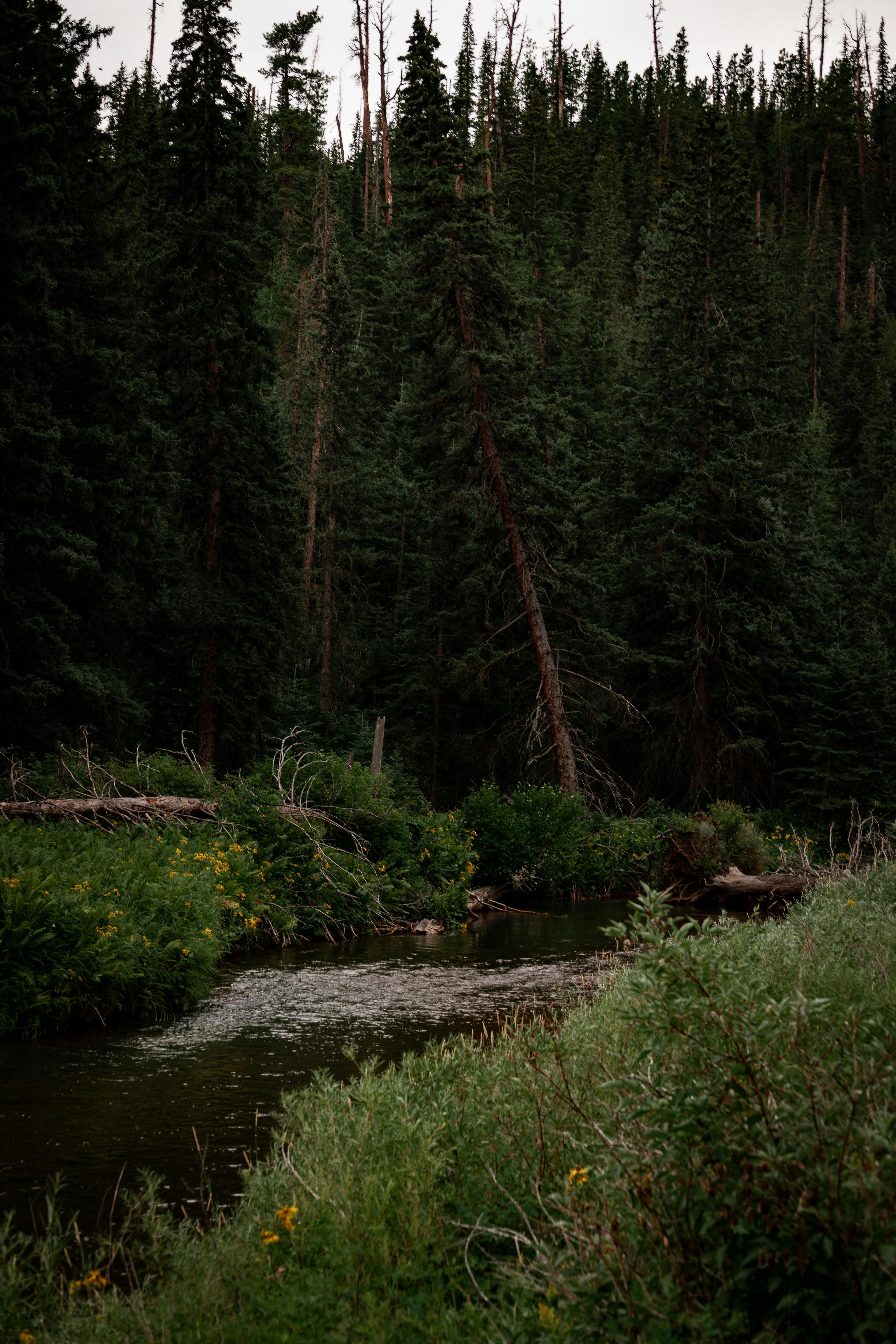 A river runs through a forest with trees · Free Stock Photo