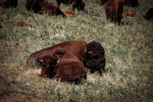 Imagine de stoc gratuită din @în aer liber, american bison, animal
