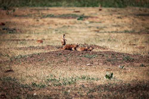 Free A group of prairie dogs in a dry grassland environment, sitting on a mound. Stock Photo
