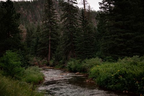Free A peaceful stream flows through a dense forest with tall conifers and vibrant greenery. Stock Photo