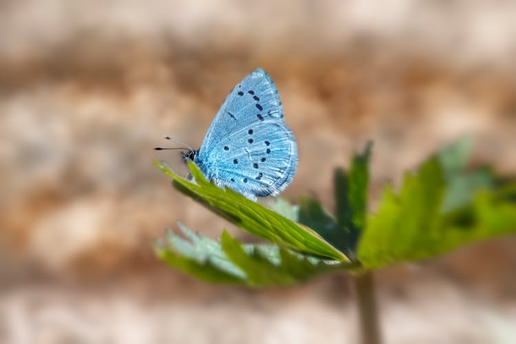 Holly Blue Butterfly On Leaf