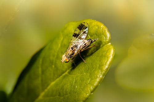 Lose-up of a Fly in a Leaf 