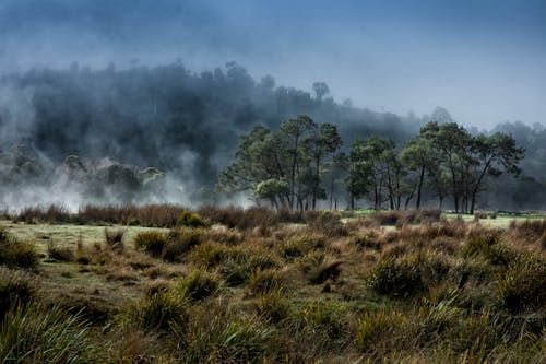 Trees and Wetland at Dawn