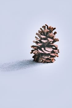 雪地上，磨砂松果的特写镜头投下阴影，唤起冬日的感觉