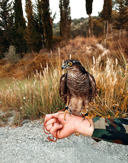 Imagine de stoc gratuită din accipiter nisus, braț, creșterea șoimilor