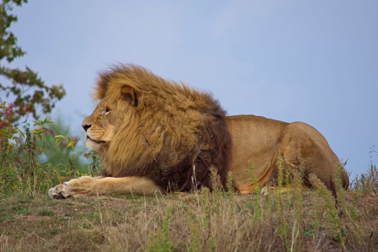 Lion Lying On Grass