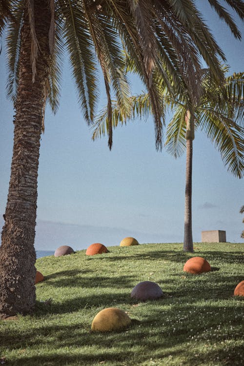 Palm Trees and Colorful Balls in Park