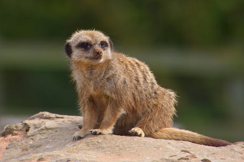 Δωρεάν στοκ φωτογραφιών με meerkat, rock, επιλεκτική εστίαση