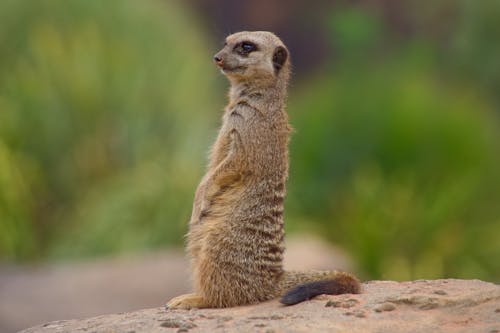 Meerkat in Nature