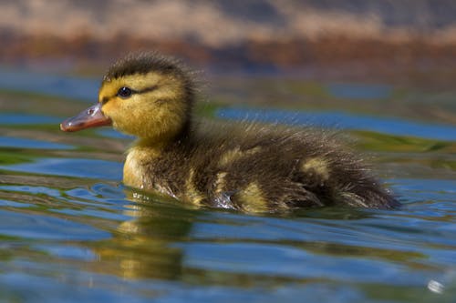 Fluffy Baby Mallard Duckling Swimming in Lake