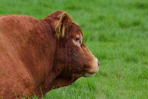 Head of Cow on Pasture