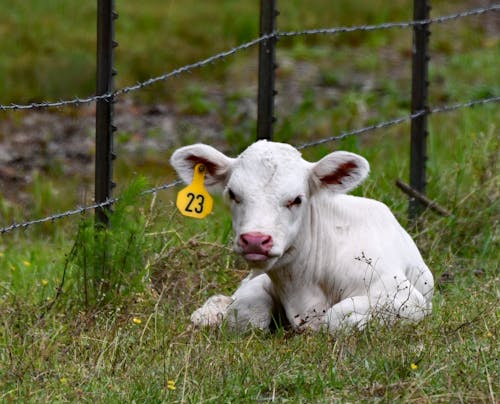 Free A Calf on the Pasture  Stock Photo