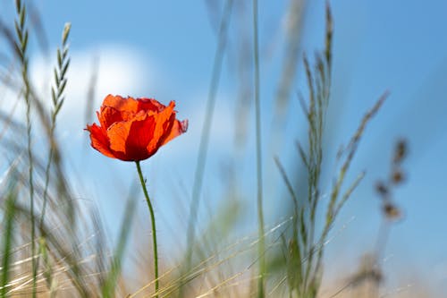 Poppy Flower Close-up in the Field