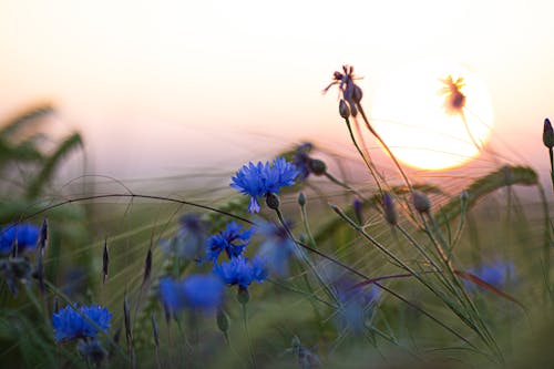 Close-up of Cornflowers on a Field at Sunset 