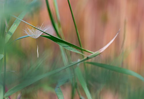 Foto stok gratis bidang, biji dandelion, bilah rumput