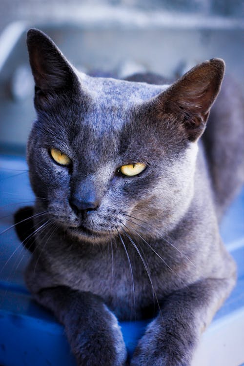 Close-up of a Cat with Gray Fur 
