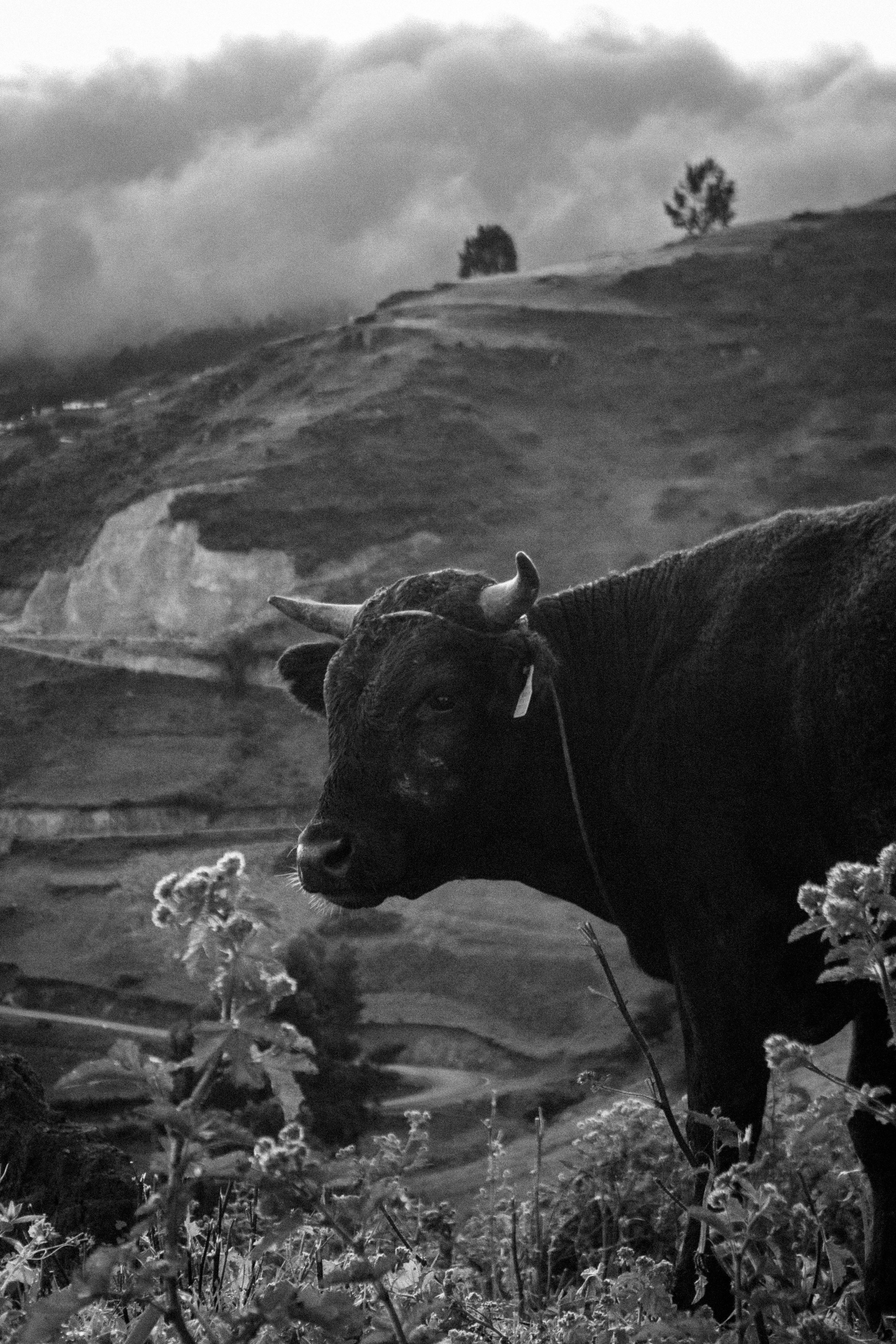 A black and white photo of a bull in a mountainous pasture with cloudy skies.