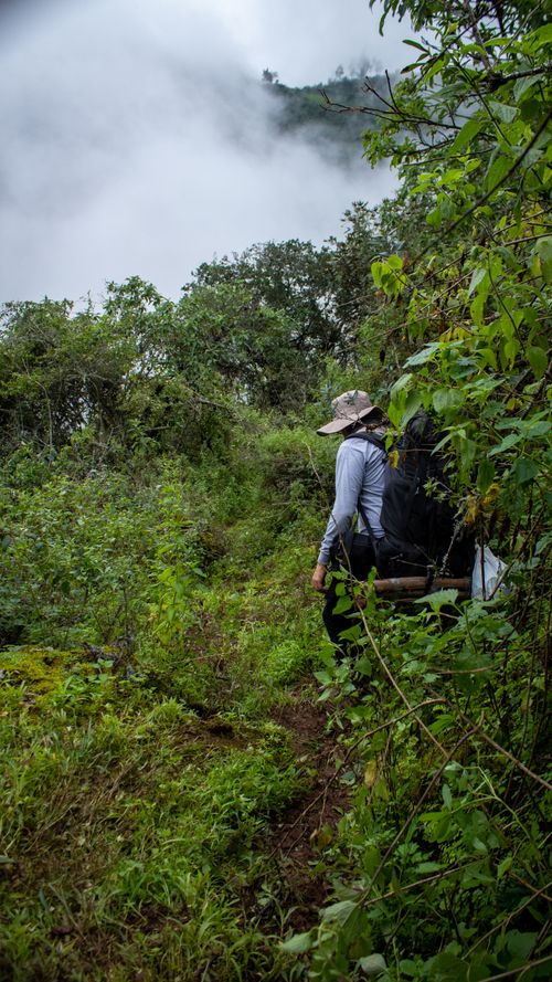 Free Explorer on a lush green trail amidst foggy forest scenery, embodying adventure. Stock Photo