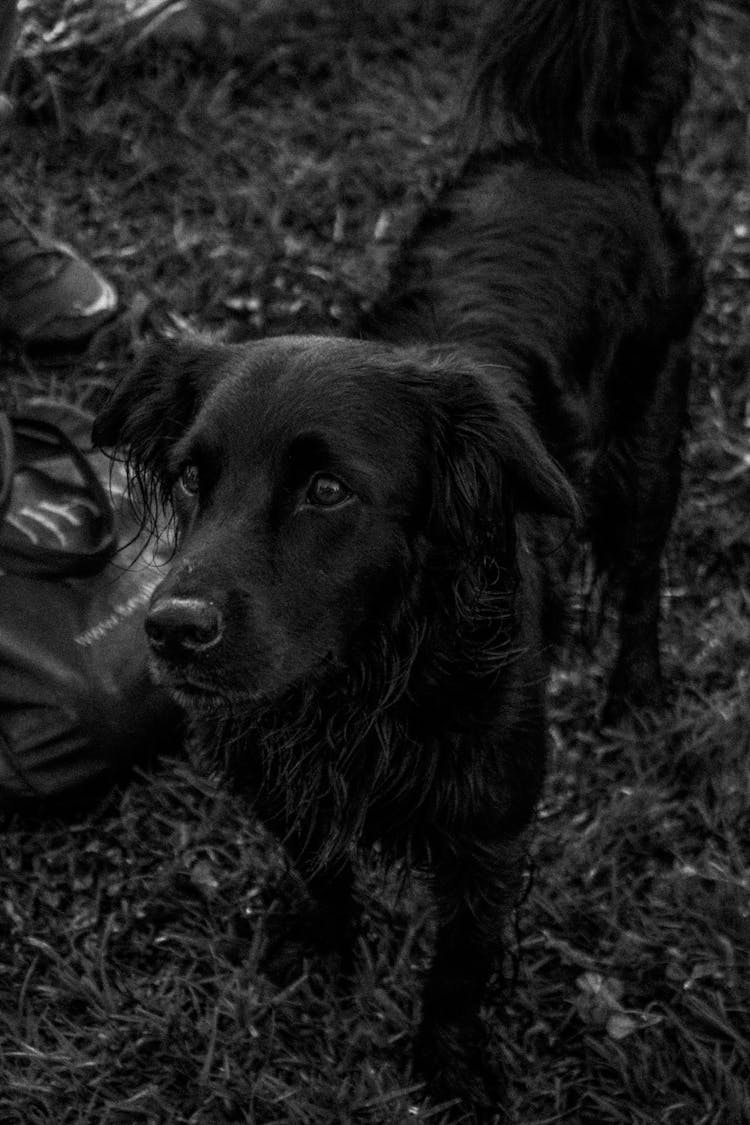 Dog In Black And White