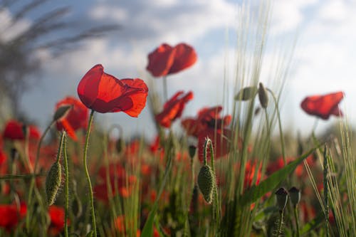 Poppy Flowers in Nature