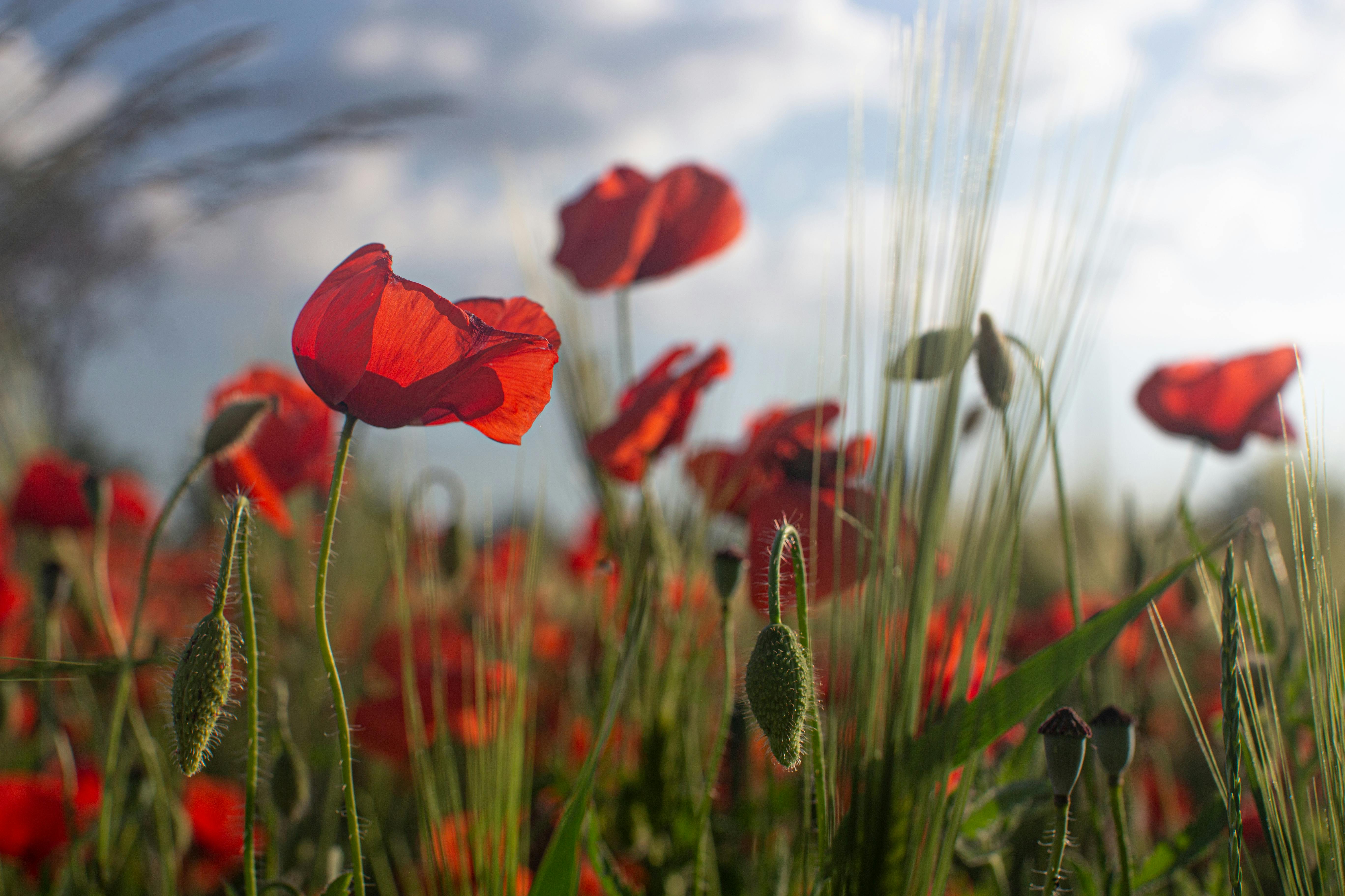 48 Field of Poppies