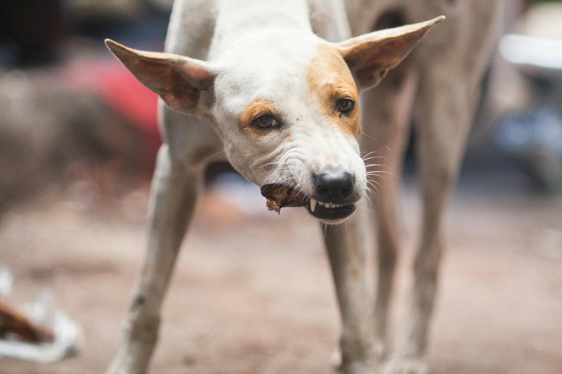 Head of Eating Dog