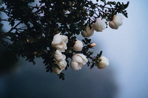 Foto d'estoc gratuïta de blanc, flors, fresc