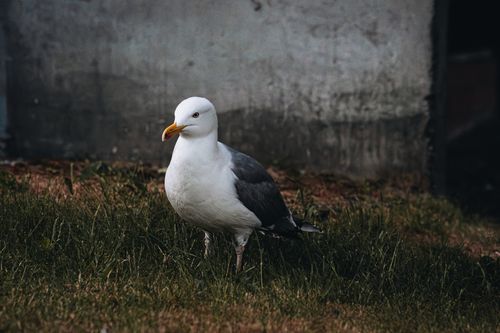 Free Close-up of a herring gull standing on grass against a concrete wall in Liepāja, Latvia. Stock Photo
