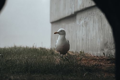 Free A seagull stands on grass near a concrete wall in Liepāja, Latvia. Stock Photo