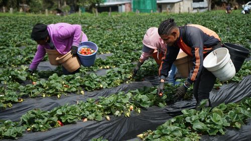 Free Farm workers picking ripe strawberries outdoors in a lush field. Stock Photo